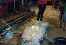 Buaya Seberat 585 Kg Mati di Penangkaran Inhil, ini Penyebabnya