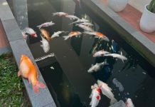 Listrik Blackout di Pekanbaru: Ikan Koi Wali Kota Mati hingga ES UMKM Cair