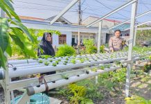Bhabinkamtibmas Kelurahan Rimbas Cek Ketahanan Pangan Bergizi Tanaman Selada dan Pakcoy