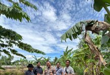 Polsek KSKP Dumai Dukung Ketahanan Pangan, Salurkan Pupuk untuk Petani Jagung di Pangkalan Sesai