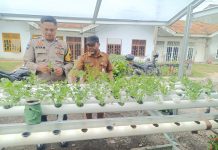 Ketahanan Pangan Nasional, Bripka Rian Akbar Monitoring Penanaman Selada di Jalan Binjai 2
