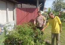 Bhabinkamtibmas Kelurahan Bintan Cek Tanaman Cabai Sebagai Upaya Ketahanan Pangan