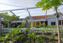 Bhabinkamtibmas Kelurahan Rimba Sekampung Cek Ketahanan Pangan, Tanam Selada dan Patcoy