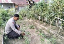 Bhabinkamtibmas Kelurahan Sukajadi Lakukan Pengecekan Ketahanan Pangan Bergizi, Tambah Tanaman Cabai