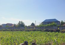 Kapolsek KSKP Dumai Turun Langsung Pantau Perkembangan Tanaman Jagung di Pangkalan Sesai