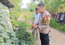 Bhabinkamtibmas Rimba Sekampung Cek Ketahanan Pangan Bergizi, Dorong Warga Tanam Cabai di Jalan Belimbing