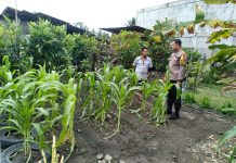 Bhabinkamtibmas Rimba Sekampung Laksanakan Pengecekan Ketahanan Pangan Bergizi dengan Penanaman Jagung