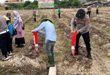 Polsek Dumai Kota Bersama Kelompok Tani Tanam Jagung Pipil 1,5 Hektare Dukung Program Swasembada Pangan