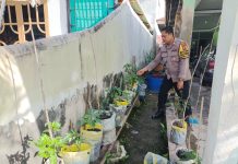 Bhabinkamtibmas Kelurahan Rimbas Lakukan Pengecekan Ketahanan Pangan Bergizi, Dorong Penanaman Cabai