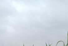 Polsek KSKP Dumai dan Kelompok Tani Tuah Brata Pangan Cek Pertumbuhan Jagung untuk Dukung Ketahanan Pangan Nasional