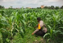 Bhabinkamtibmas Kelurahan Bintan Cek Penanaman Jagung Pipil, Dukung Program Swasembada Pangan