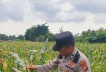 Polsek KSKP Dumai Cek Pertumbuhan Jagung Bersama Kelompok Tani, Dukung Ketahanan Pangan Nasional