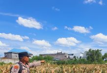 Polsek KSKP Dumai Bersama Kelompok Tani Pantau Pertumbuhan Jagung di Pangkalan Sesai