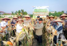 Polres Dumai Panen Jagung Pipil Kuartal III 2026, Perkuat Sinergi Ketahanan Pangan Bersama Poktan Tuah Brata Pangan