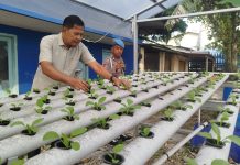 Polsek KSKP Dumai Cek Perkembangan Hidroponik Pakcoy Tahap III, Dukung Ketahanan Pangan