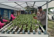 Bersama Bhayangkari, Polsek KSKP Dumai Panen Pakcoy Hidroponik